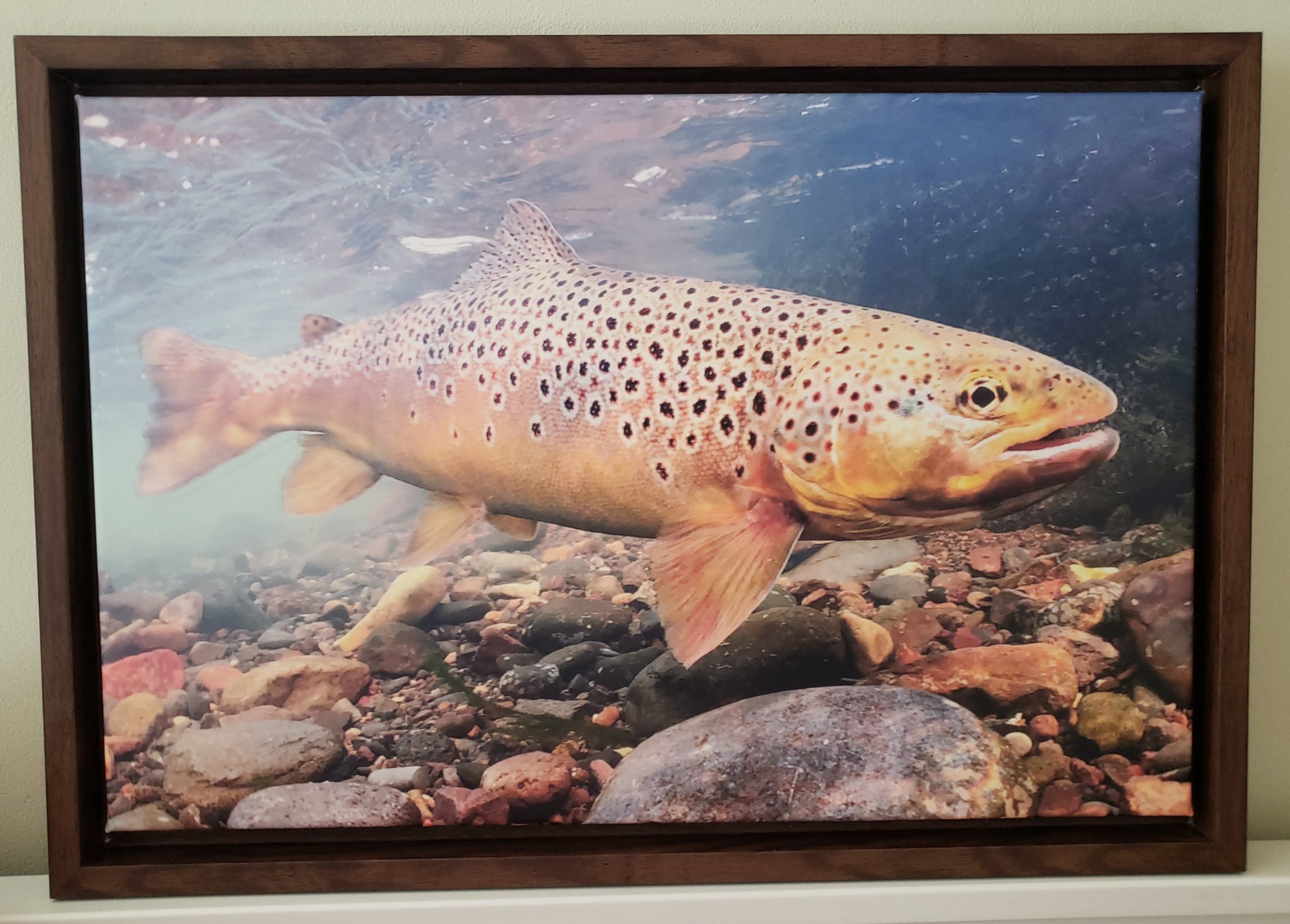 Patagonia Brown Trout Cheapest Prices
