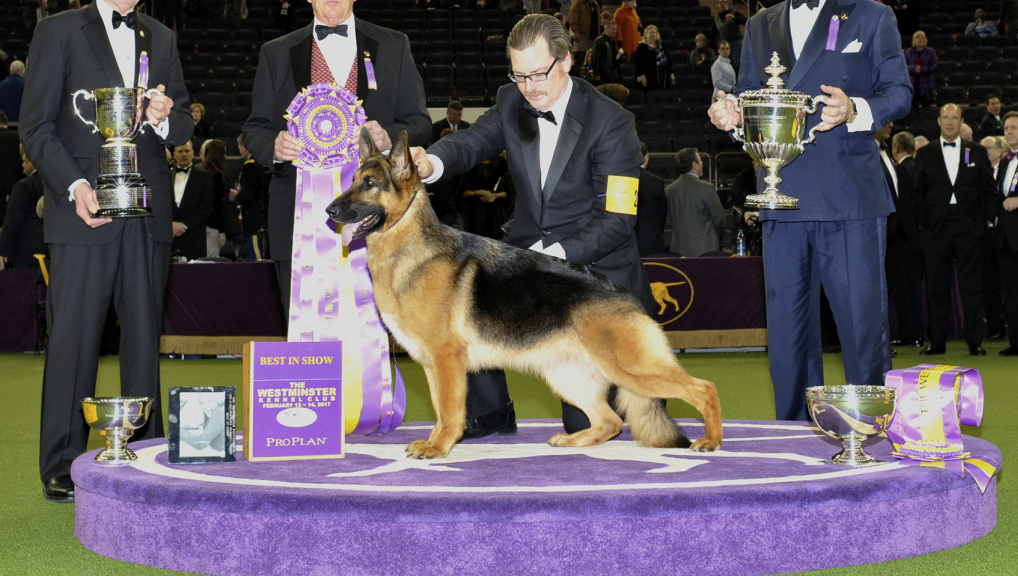 German Shepherd Westminster Dog Breeds Westminster Dog Show