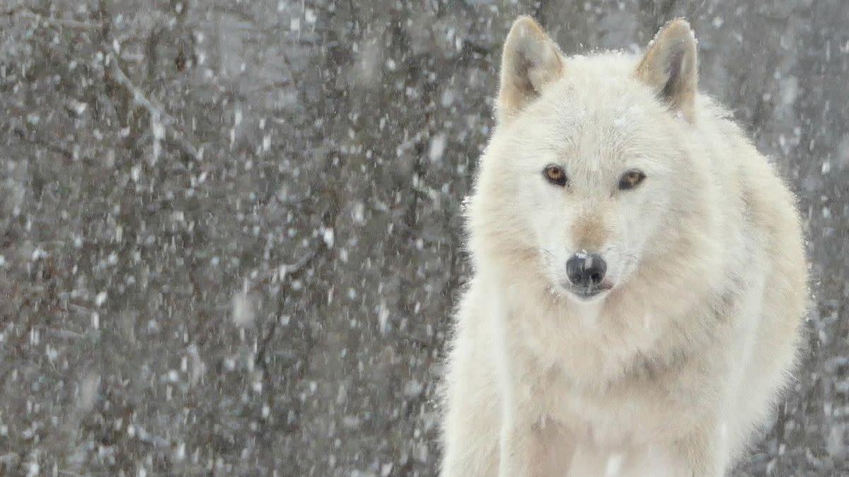 Wolf Conservation Center Auction | Items